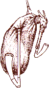 DUDA - BAGPIPE, BELLOWS PIPE