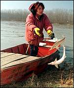 Dead fish pulled from the Tisza River