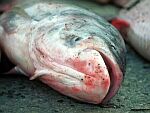 Tisza River Fish Kill