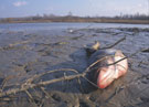 Tisza River Pollution